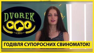 Годівля супоросних свиноматок 