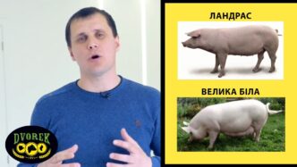 Придбати чи виростити свиноматку для свого господарства?