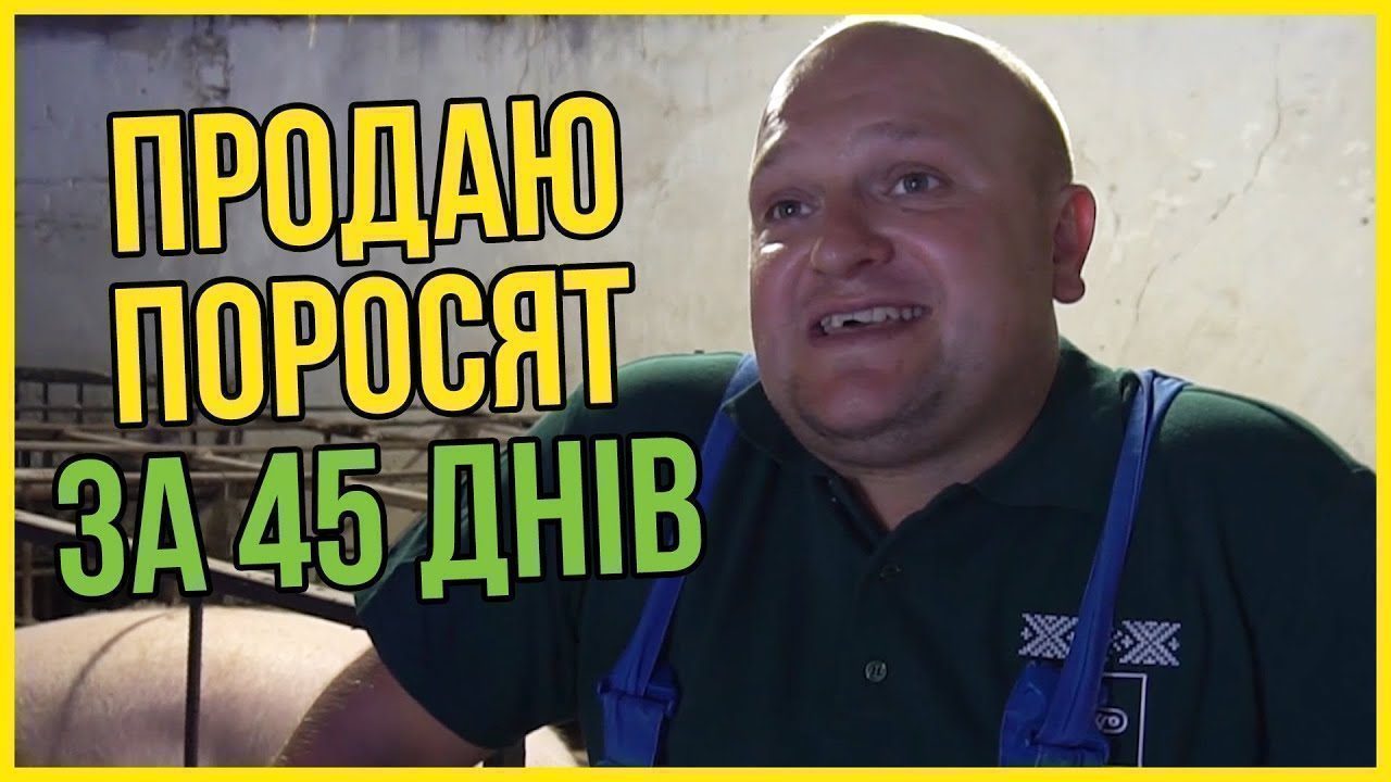 Як швидко відгодувати поросят? Як отримати додаткові прибутки?