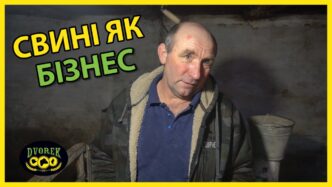 Що краще БМВД чи премікс для відгодівлі свиней?