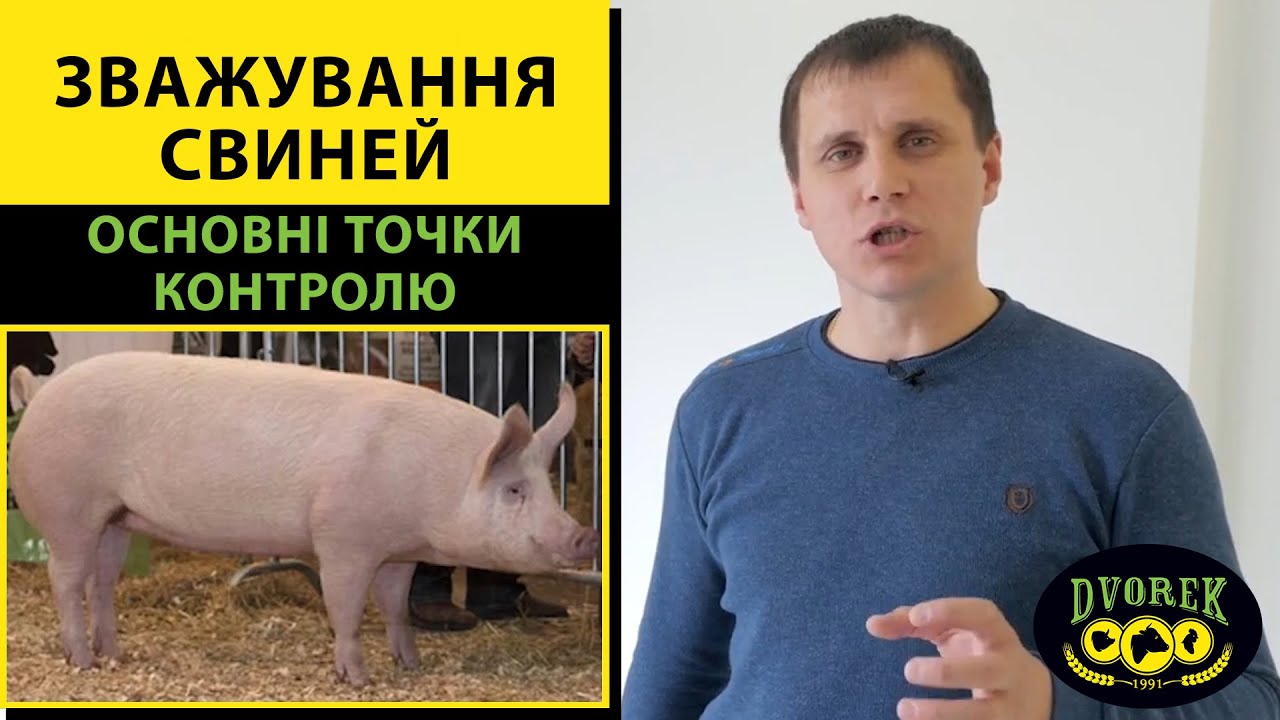 Як часто потрібно зважувати свиней?