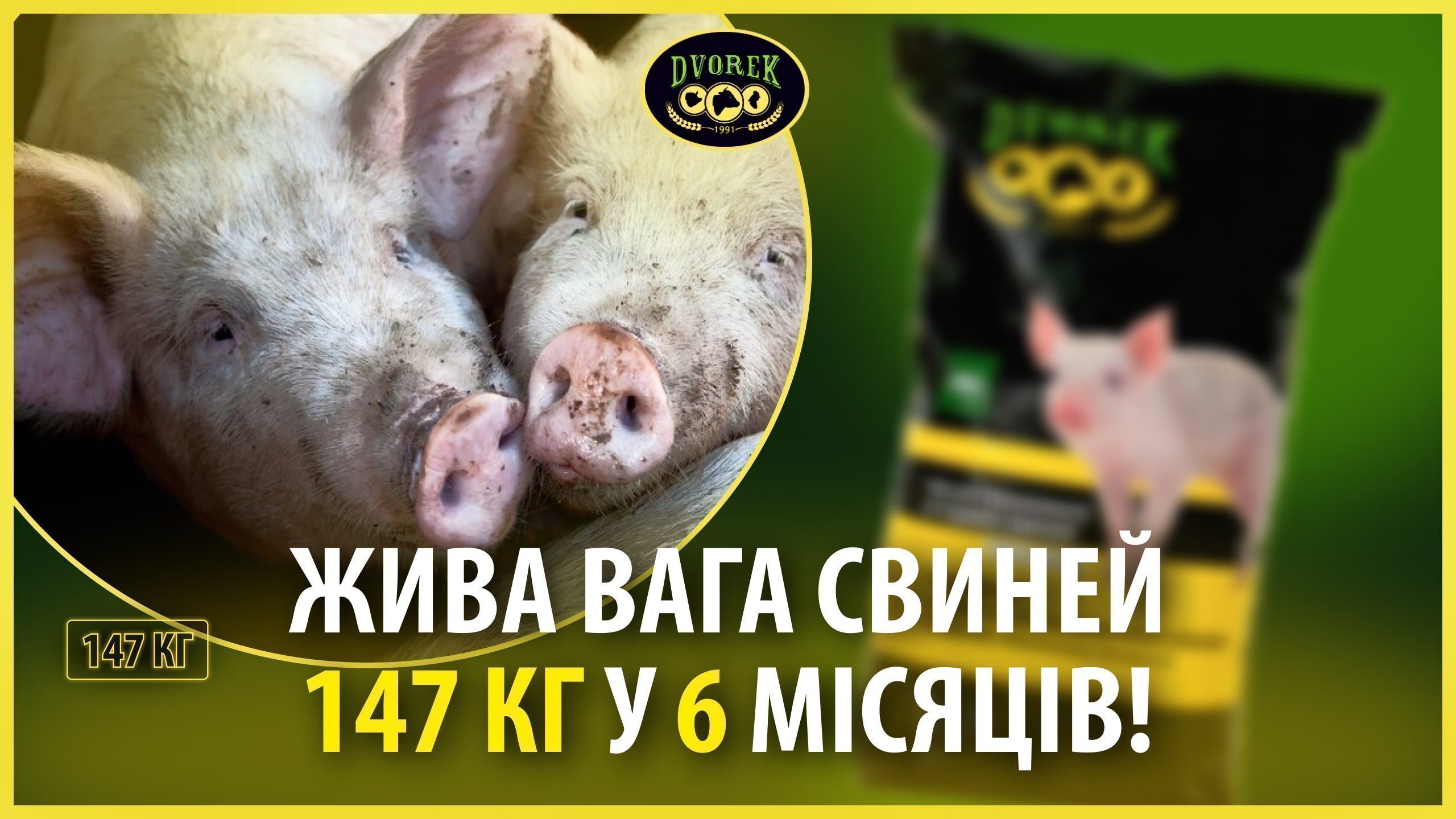 Жива вага свиней 147 кг у 6 місяців!