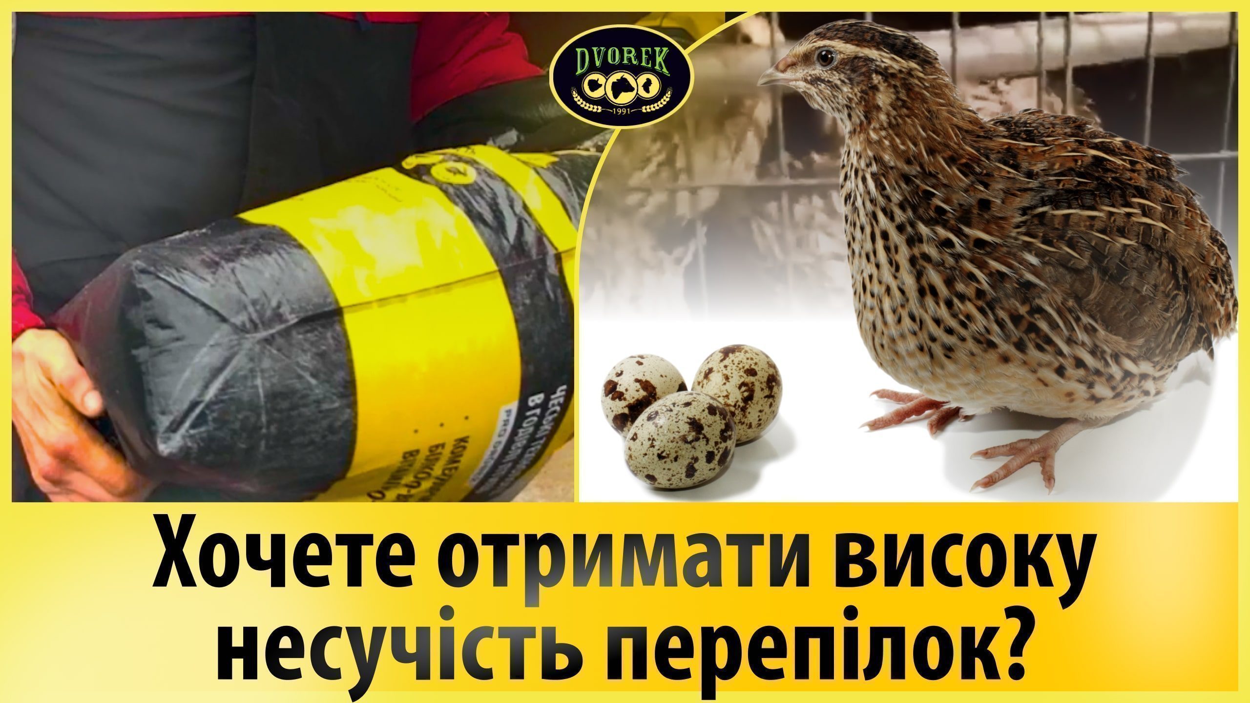 Хочете отримати високу несучість перепілок? Годуйте якісними кормами!