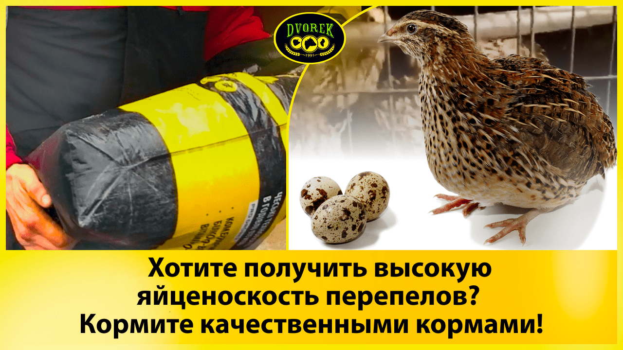 Хотите получить высокую яйценоскость перепелов? Кормите качественными кормами!