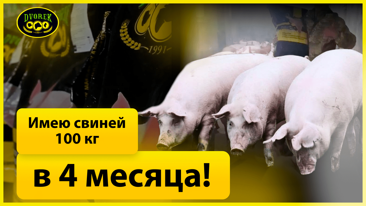 У меня свиньи 100 кг в 4 месяца!