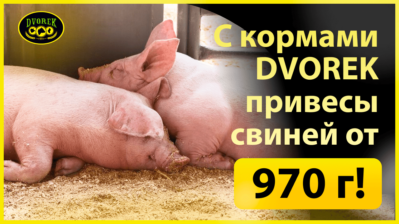 С кормами DVOREK привесы свиней от 970 г!
