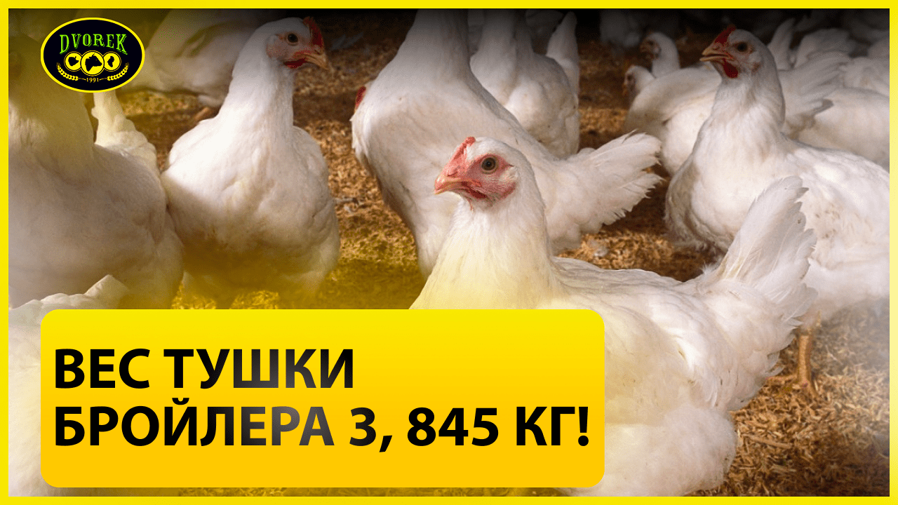 Вес тушки бройлера 3,845 кг!