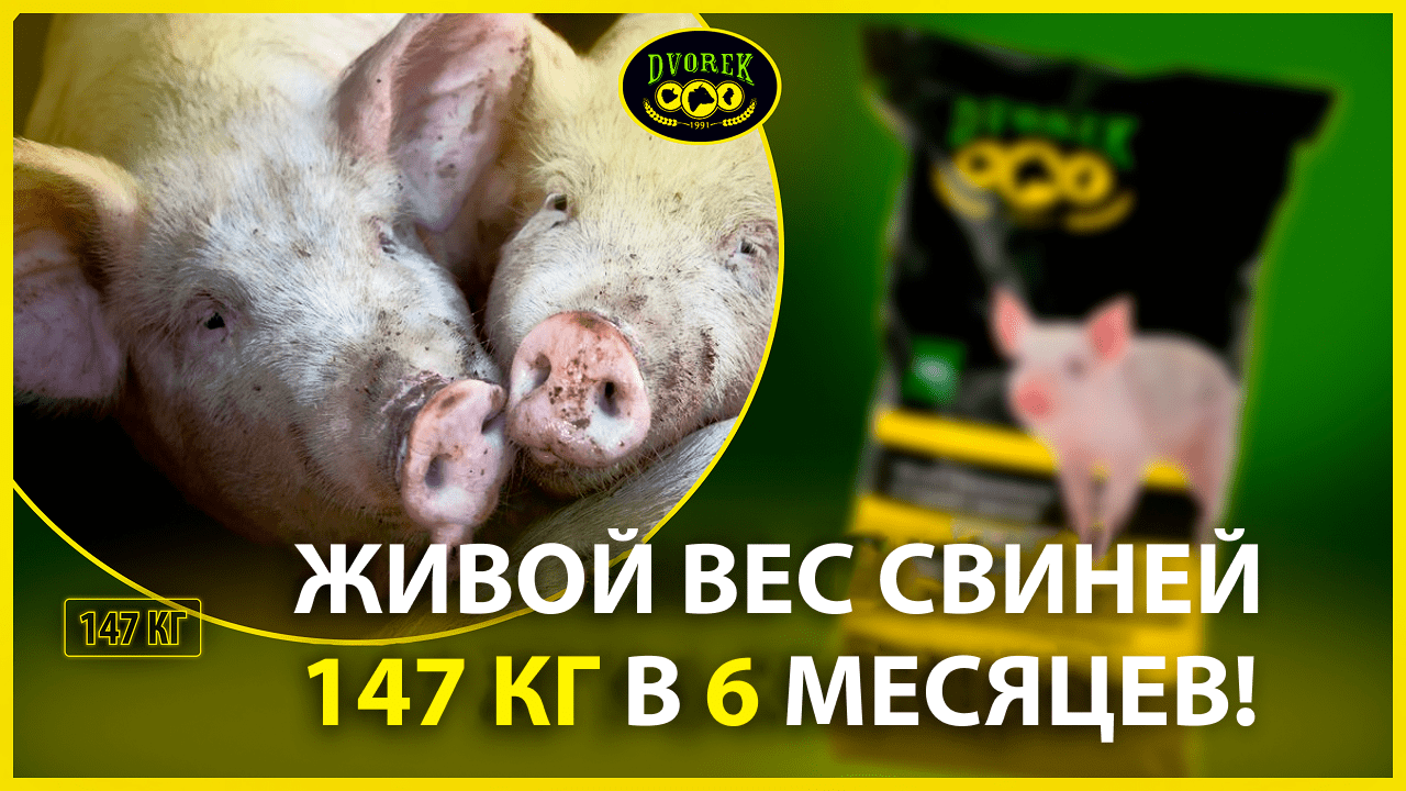 Живой вес свиней 147 кг в 6 месяцев!