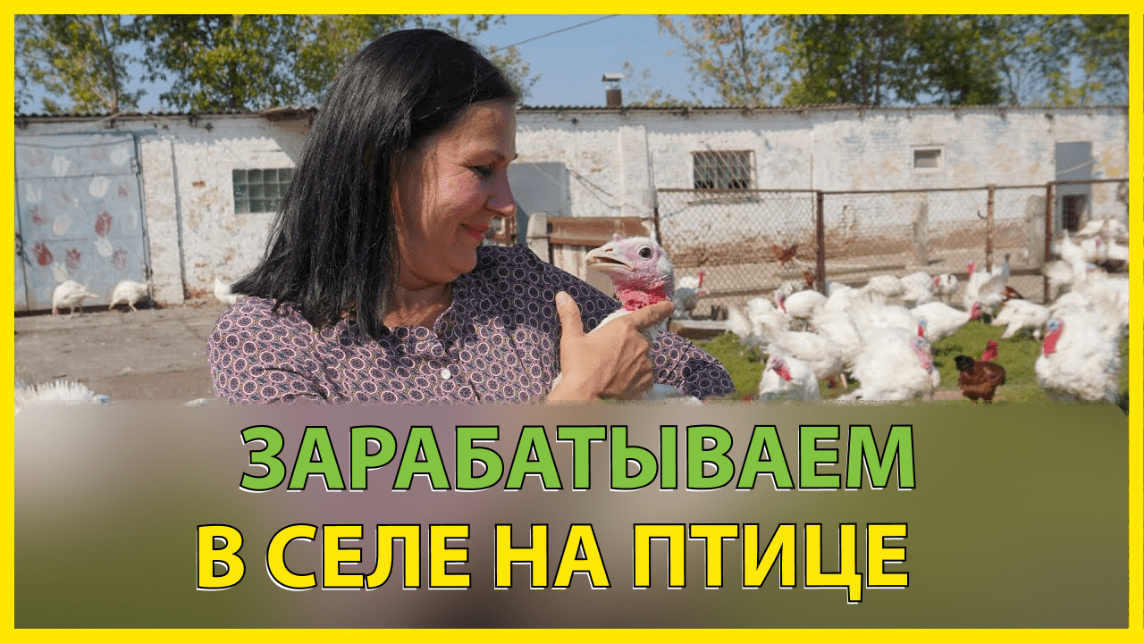 Как зарабатывать деньги на выращивании индюков!