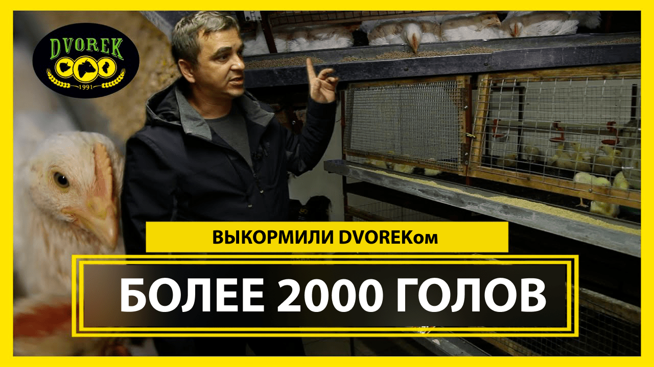 Бизнес на бройлерах