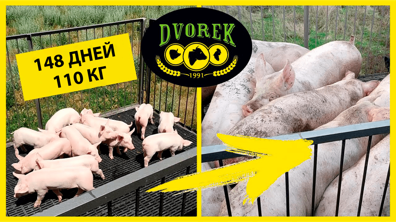 Эксперимент кормления свиней кормами DVOREK