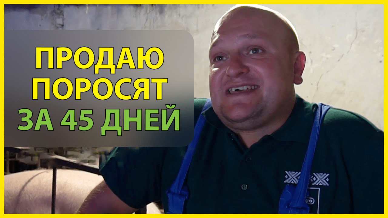Как быстро откормить поросят? Как получить дополнительную прибыль?