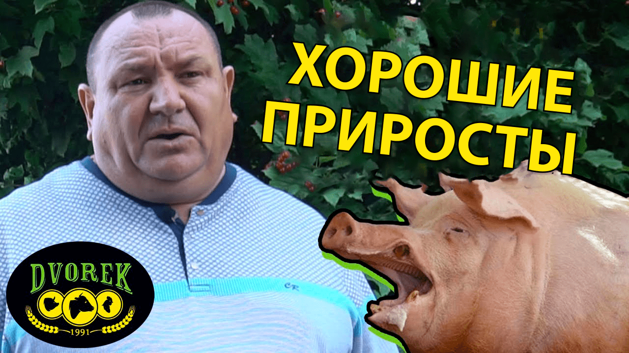 Хорошие приросты – главное в кормлении свиней