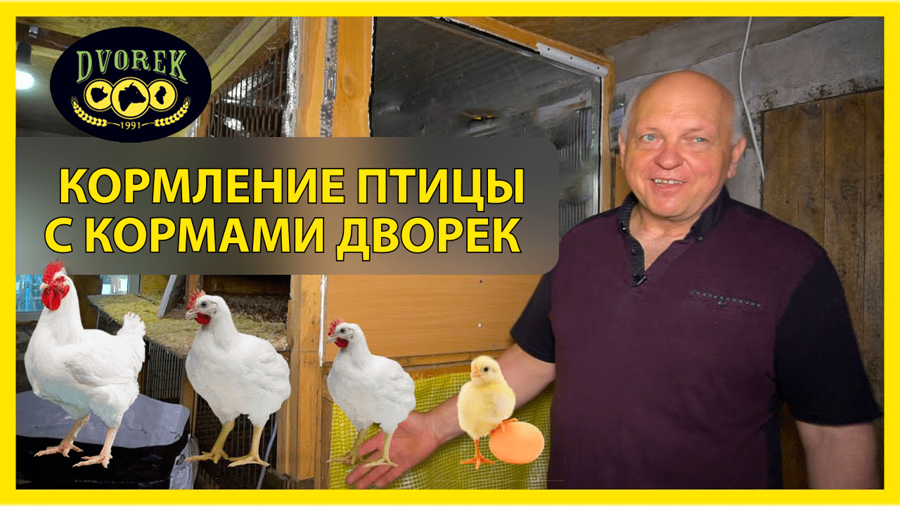 Кормление птицы вместе с DVOREKом