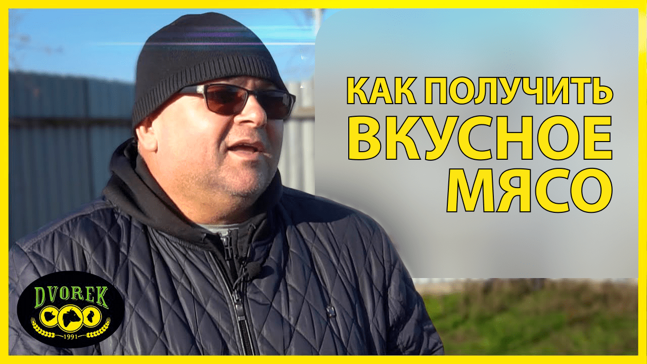Как кормить свиней для вкусного мяса?