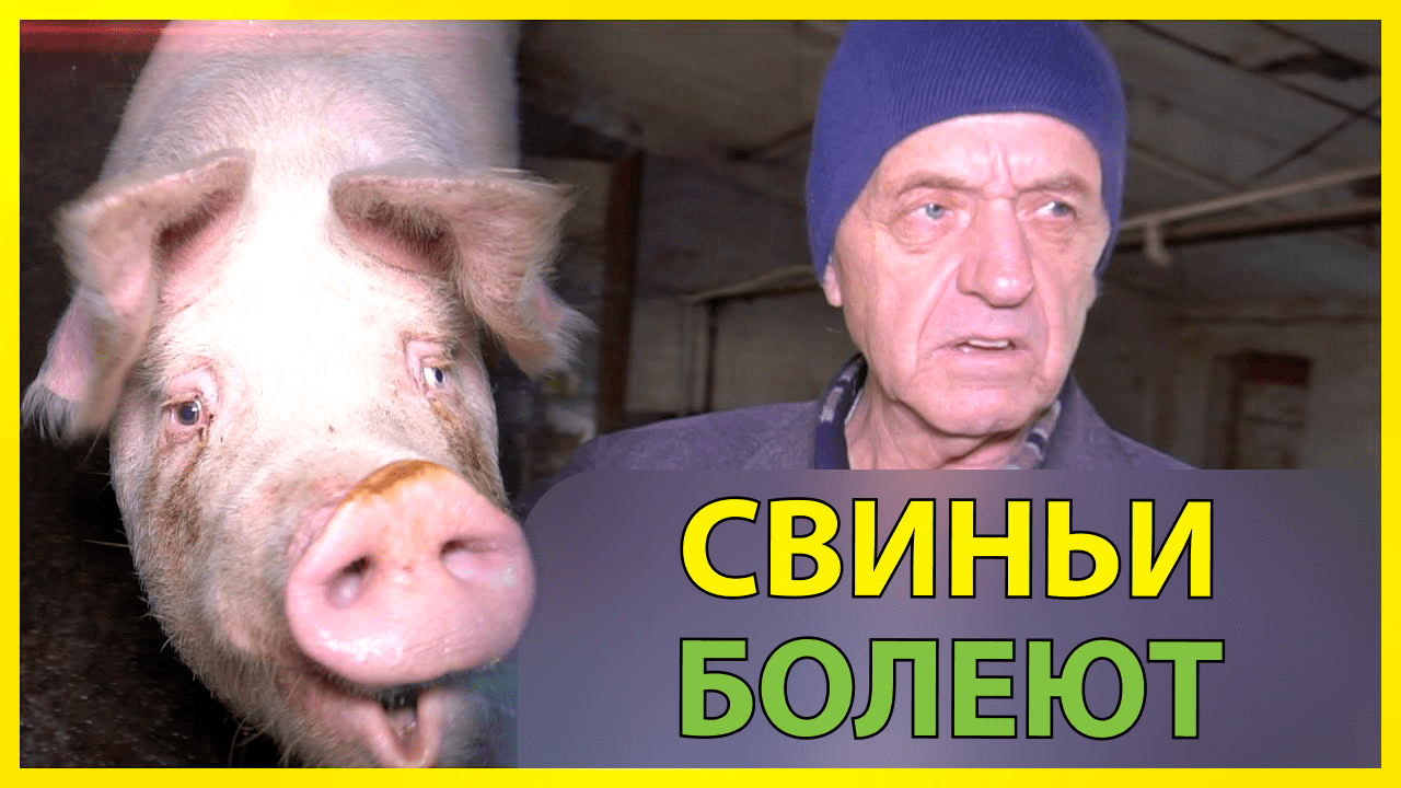 Что делать, если свиньи болеют и теряют вес?