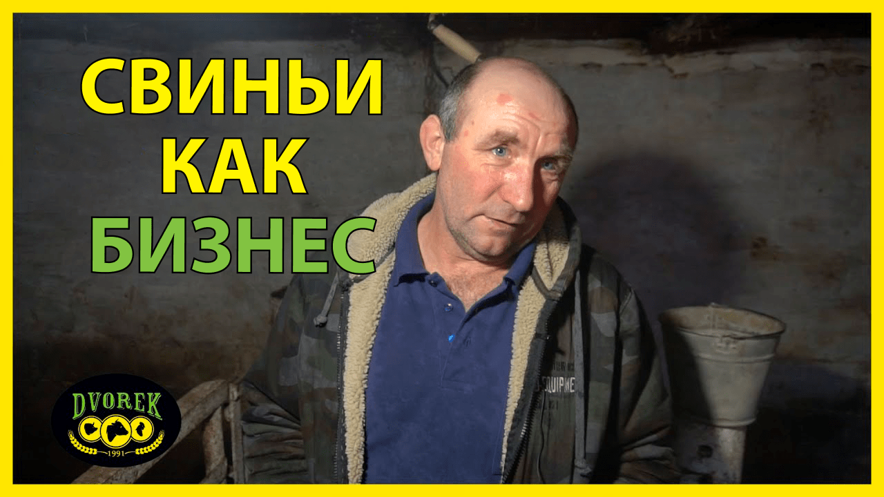 Что лучше БМВД или премикс для откорма свиней?