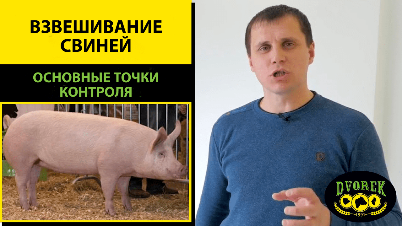 Как часто нужно взвешивать свиней?