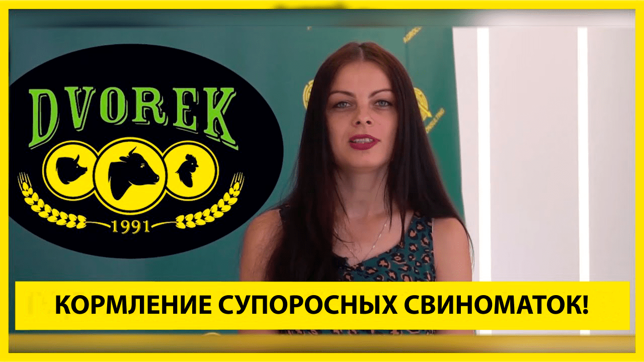 Кормление супоросных свиноматок