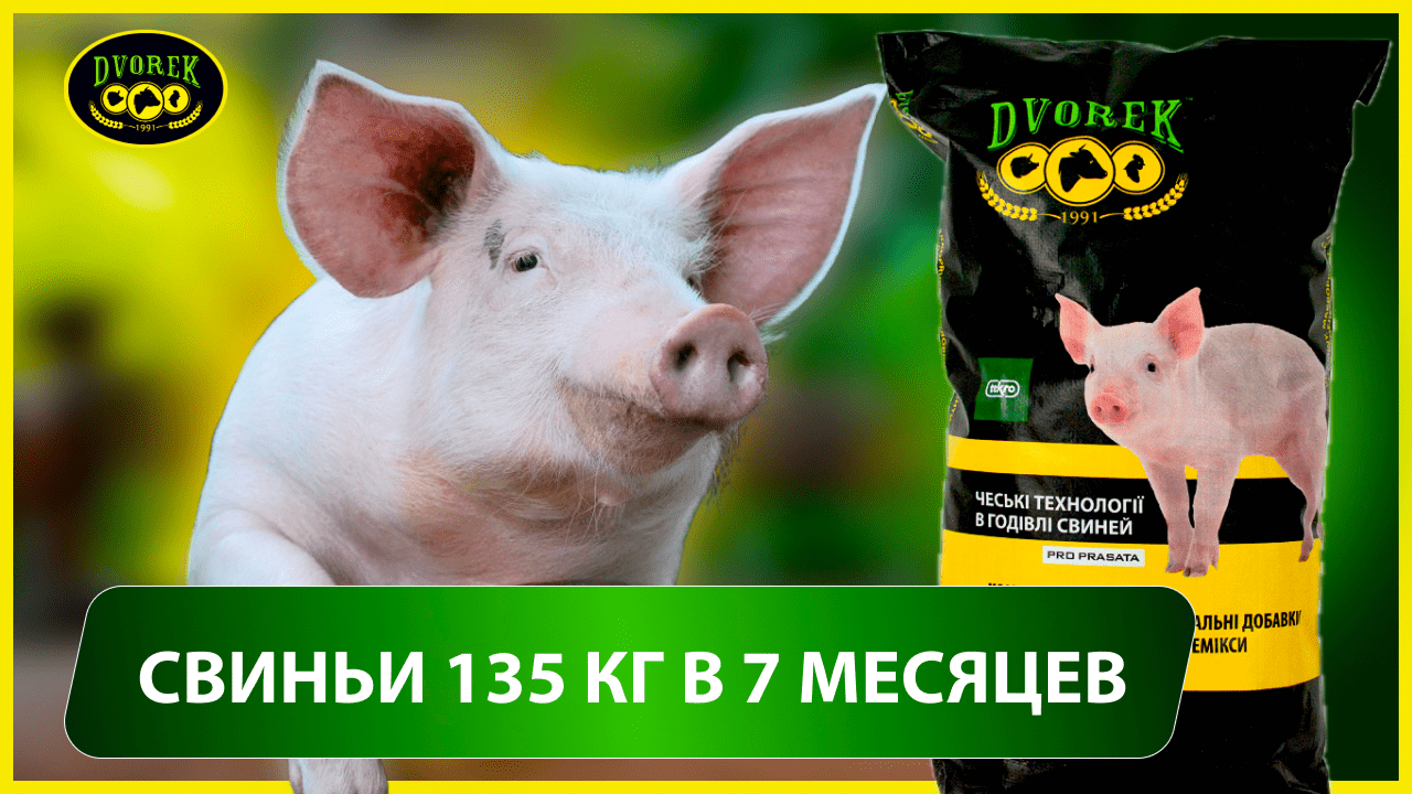Свиньи 135 кг в 7 месяцев!
