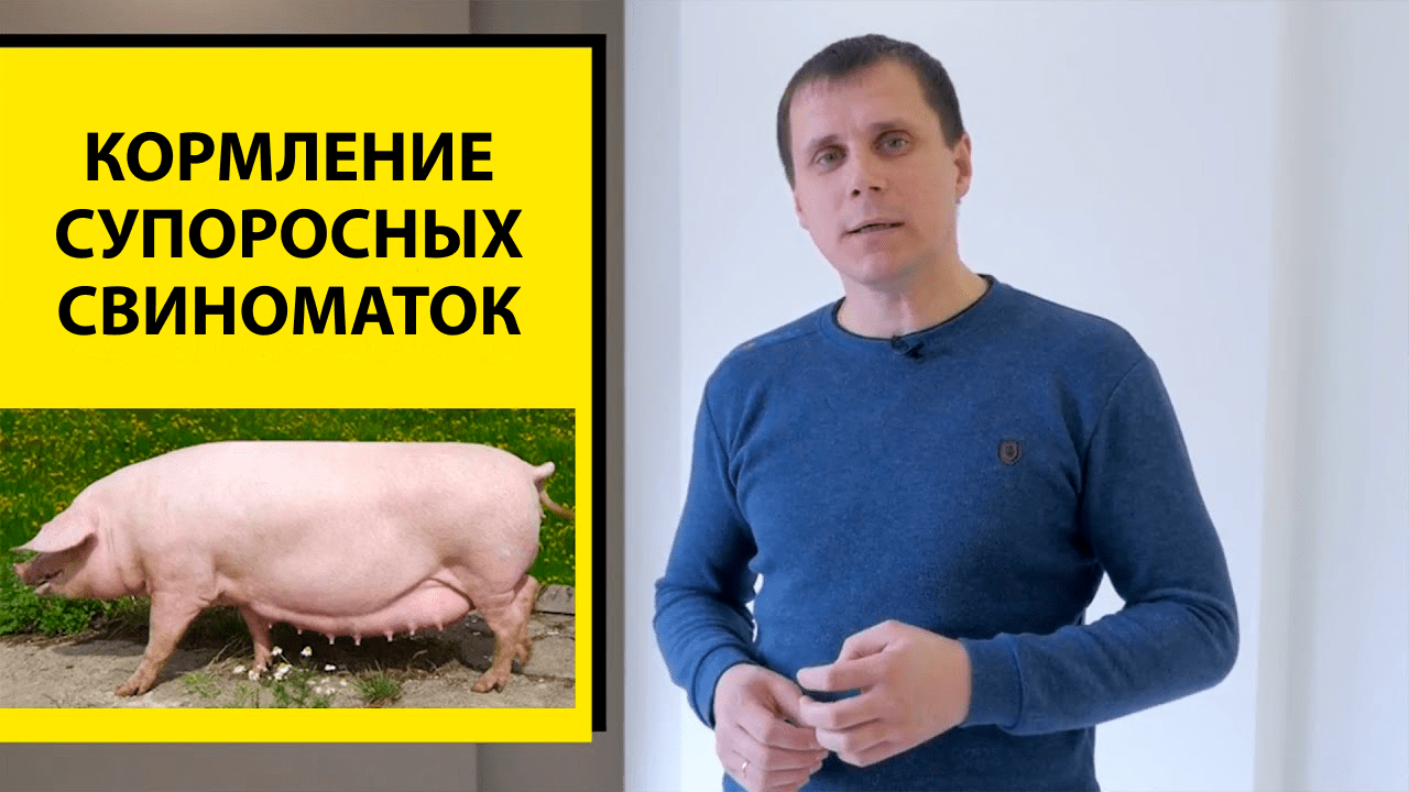 Как кормить супоросных свиноматок, чтобы получить поросят живым весом при рождении 1,5 кг и больше?