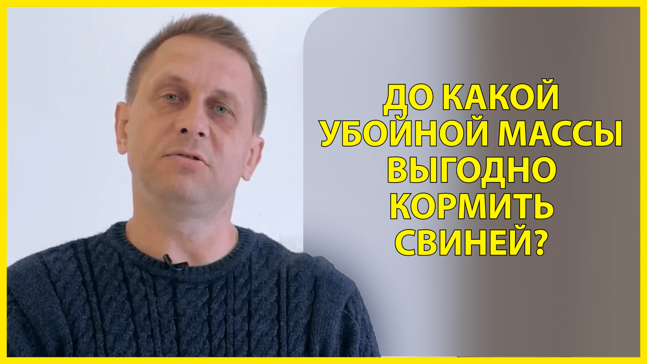До какой убойной массы выгодно кормить свиней?
