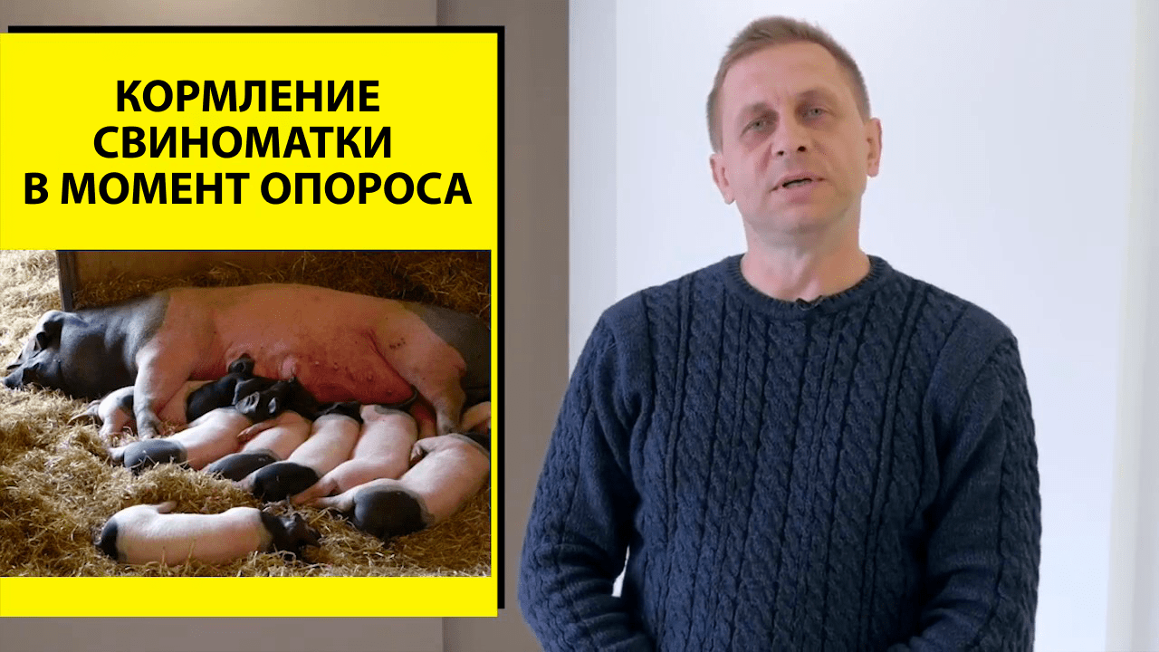 Кормление свиноматок в момент опороса