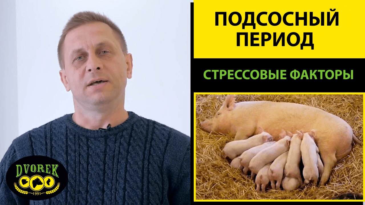 Стрессовые факторы в подсосный период поросят
