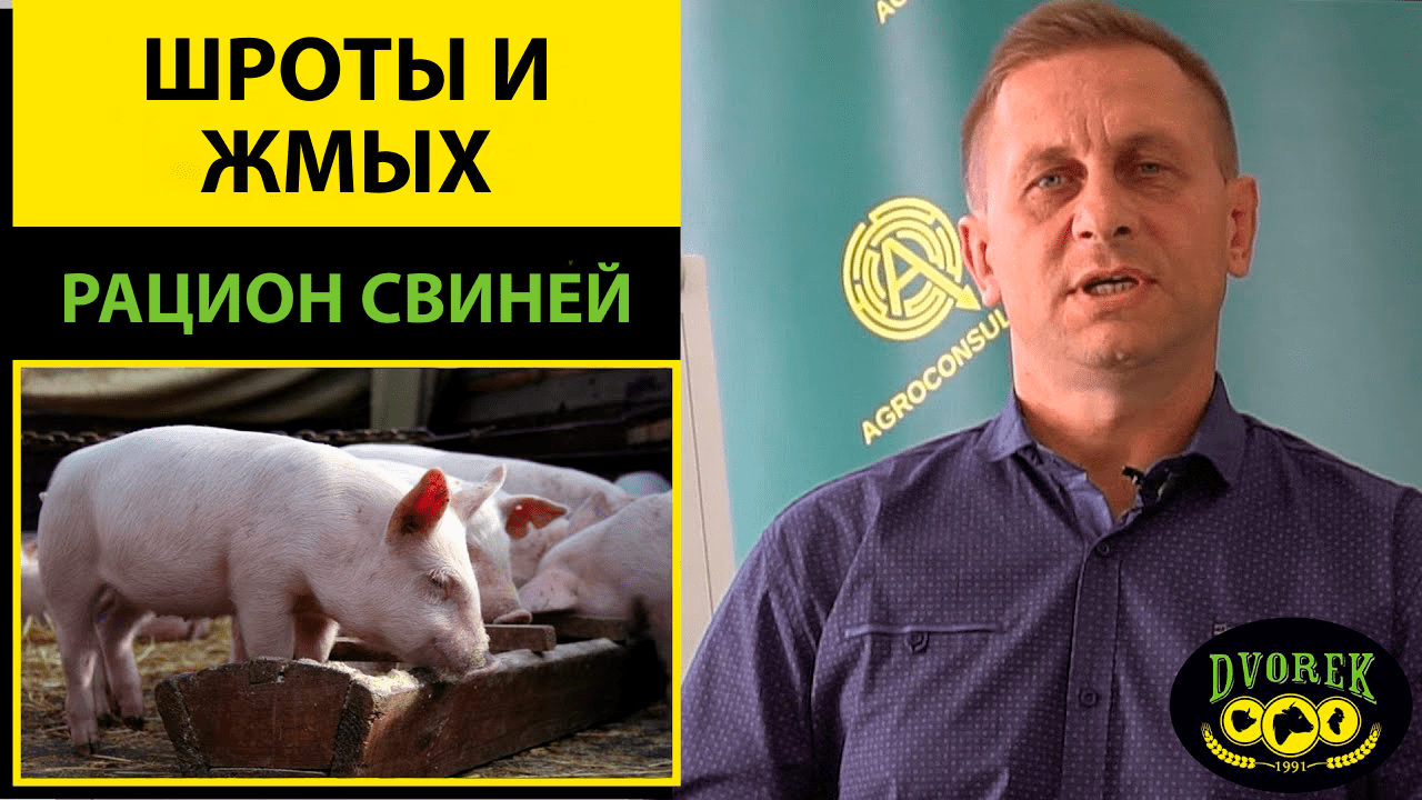Обогащаем рацион свиней