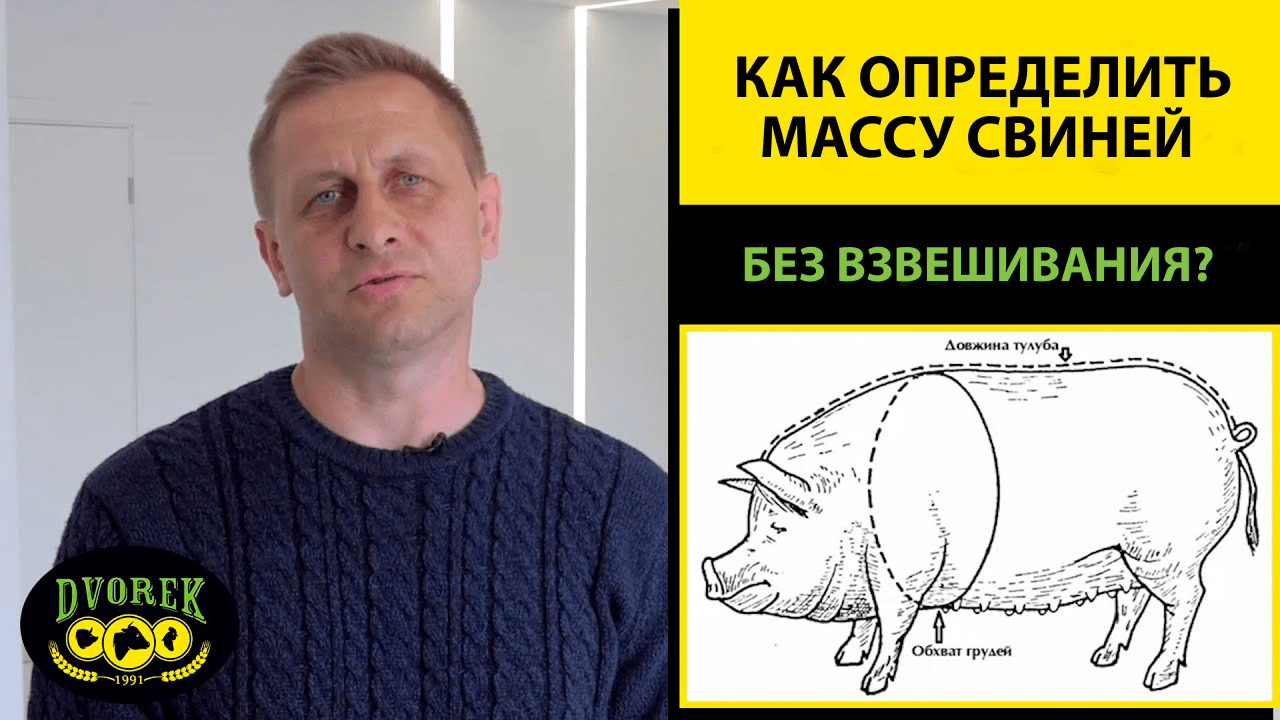 Как определить массу свиней без взвешивания?