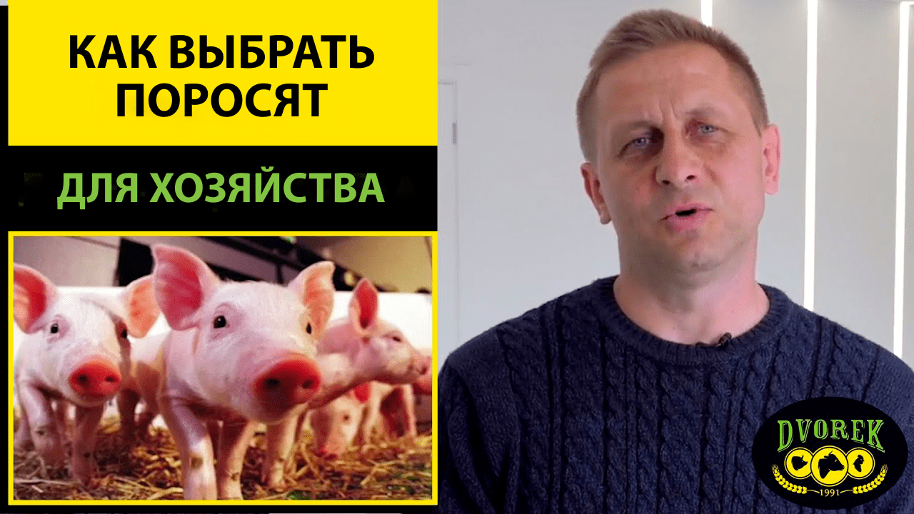 Как выбрать поросят для хозяйства?