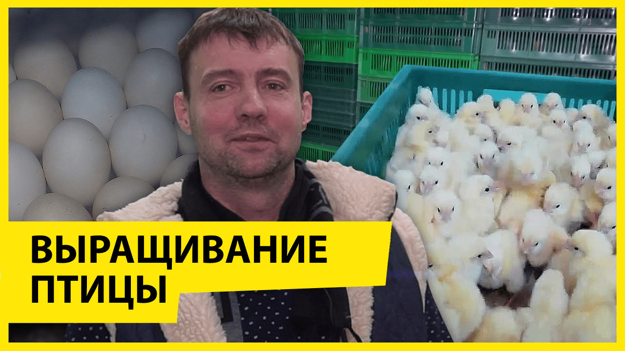 Успешное выращивание птицы начинается с инкубатора!