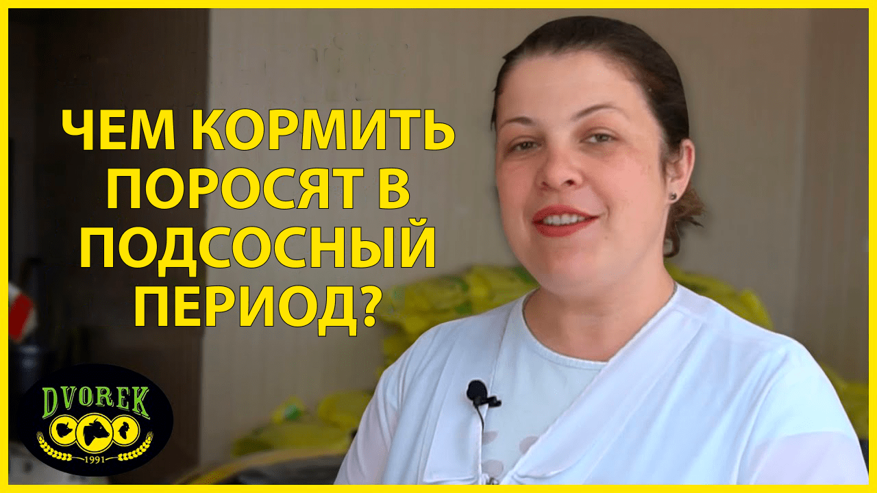 Чем кормить поросят в подсосный период?