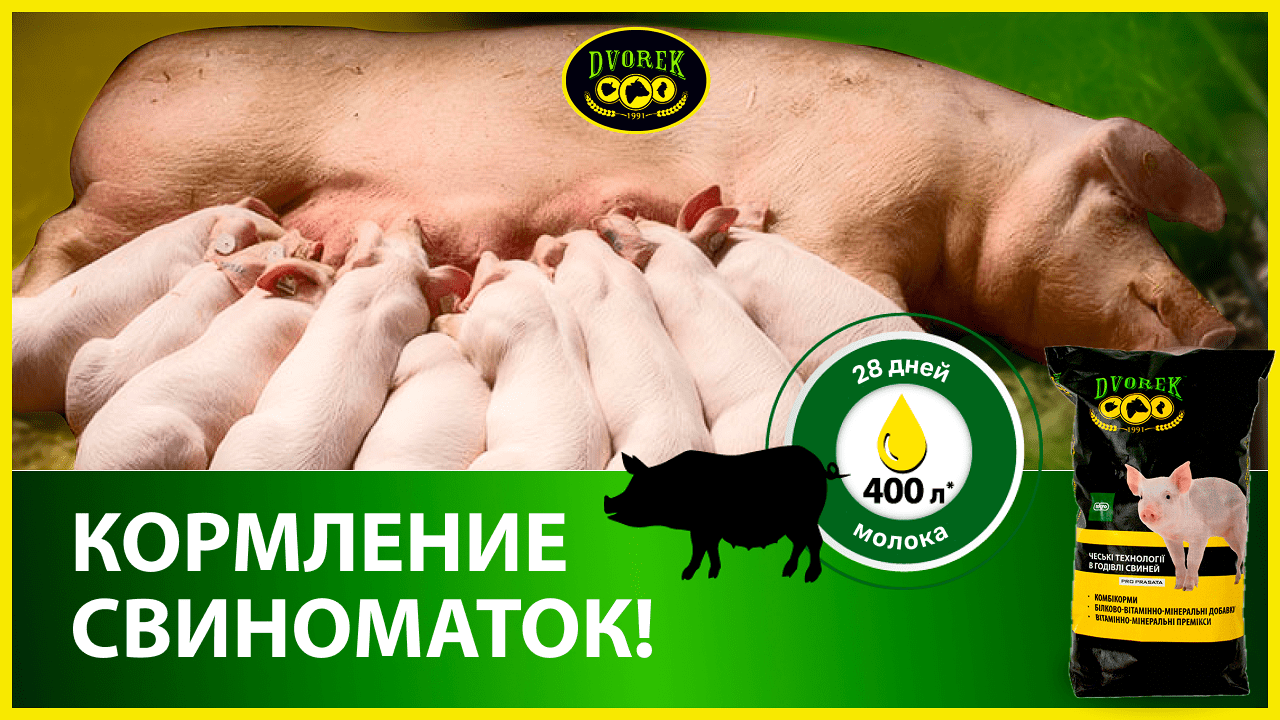 Кормление свиноматок!