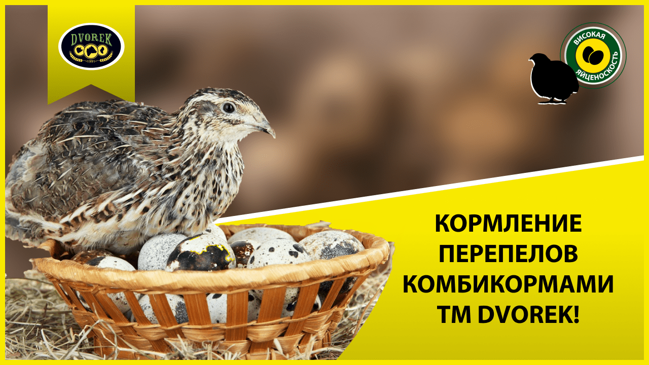 Кормление перепелов комбикормами ТМ DVOREK! Кормление перепелов комбикормами ТМ DVOREK!