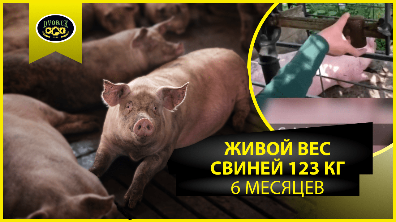 Живой вес свиней 123 кг!