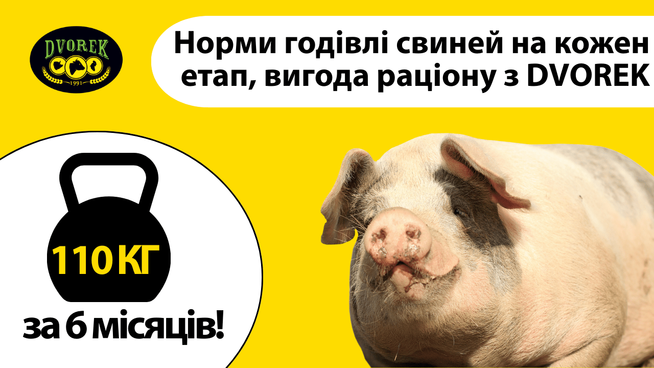 Норми годівлі свиней на кожен етап, вигода раціону з DVOREK