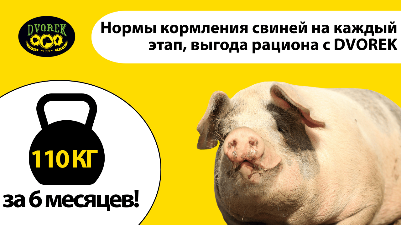 Нормы кормления свиней на каждый этап, выгода рациона с DVOREK