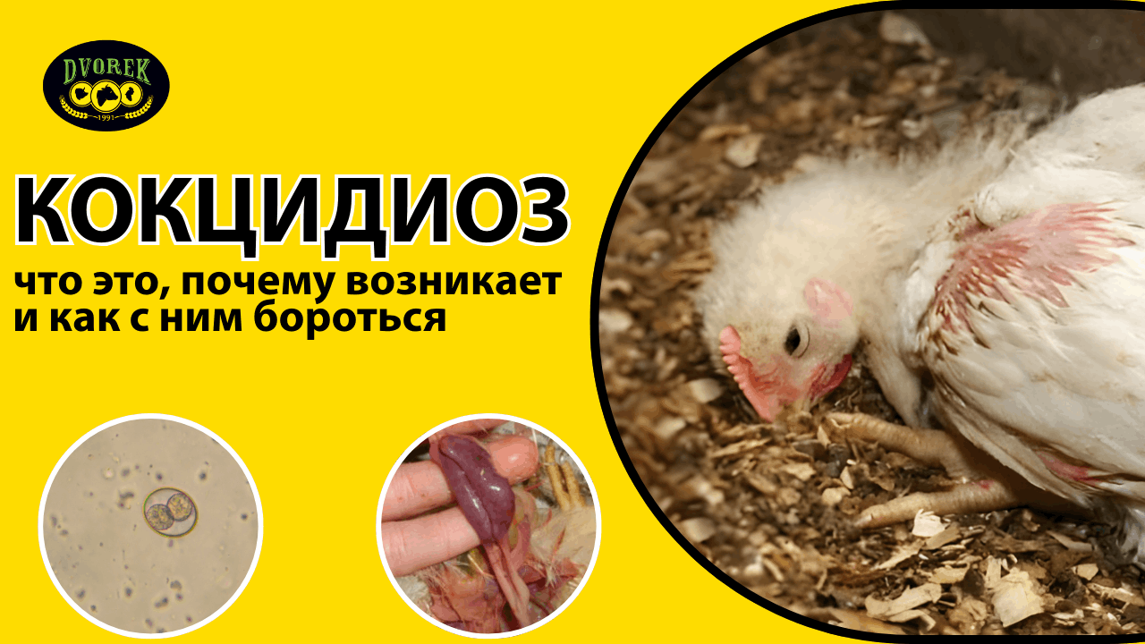 Кокцидиоз: что это, почему возникает и как с ним бороться