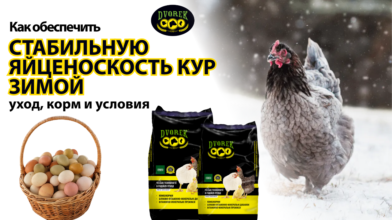 Как обеспечить стабильную яйценоскость кур зимой: уход, корм и условия