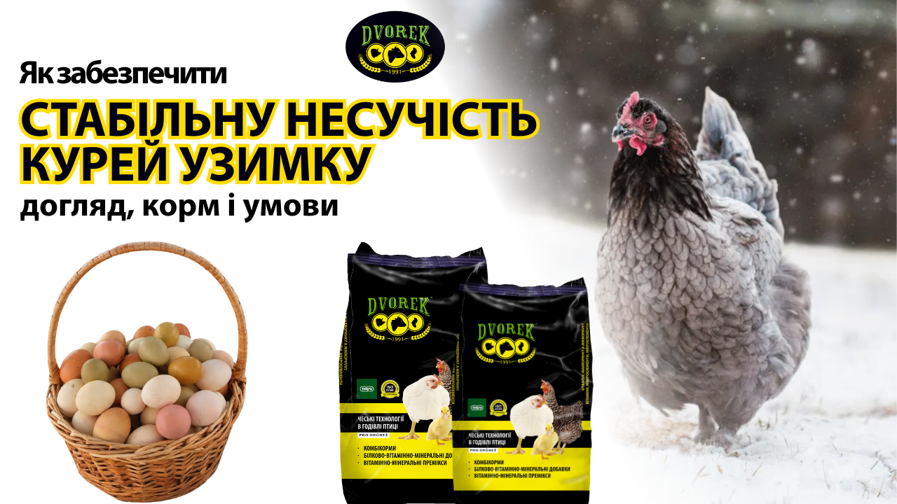 Як забезпечити стабільну несучість курей узимку: догляд, корм і умови