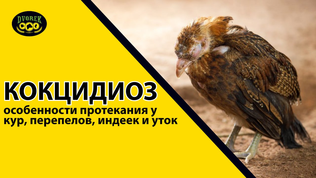 Кокцидиоз: особенности протекания у кур, перепелов, индеек и уток