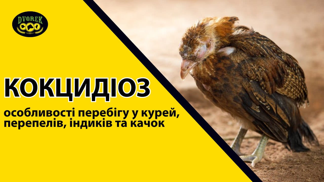 Кокцидіоз: особливості перебігу у курей, перепелів, індиків та качок