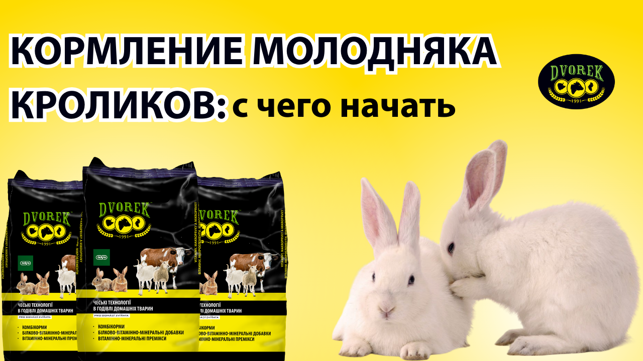 Чем кормить крольчат: особенности рациона с первых дней