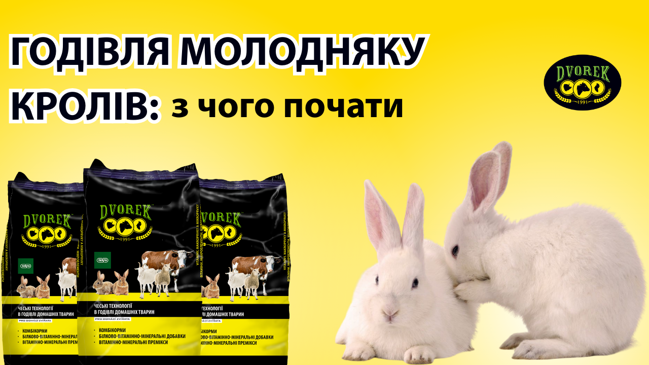 Чим годувати кроленят: особливості раціону з перших днів