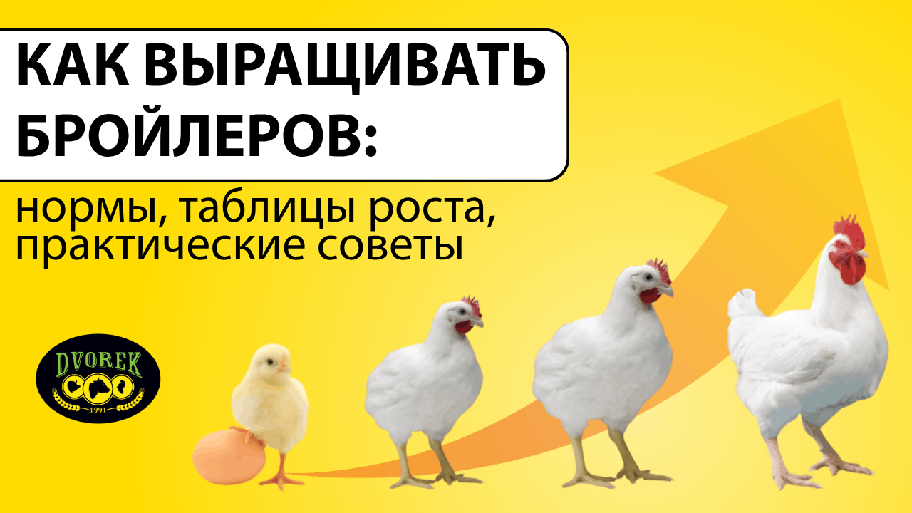 Как выращивать бройлеров : нормы , таблицы роста, практические советы