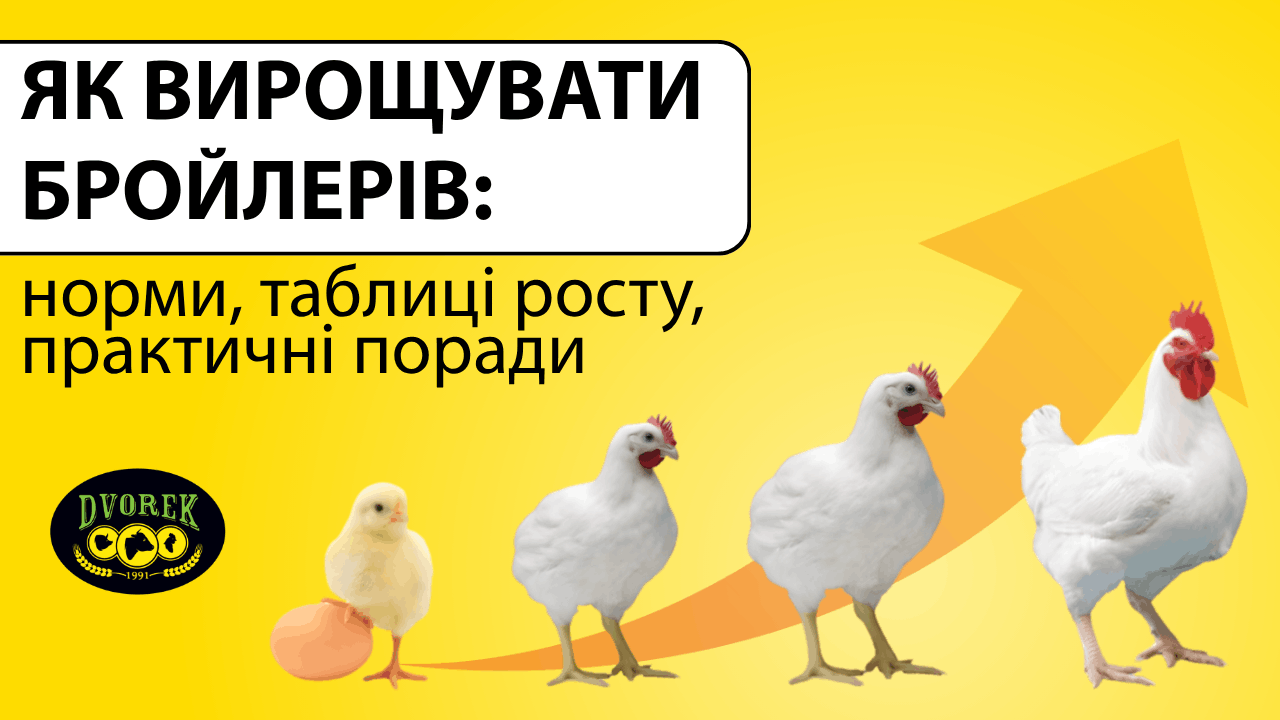 Як вирощувати бройлерів: норми, таблиці росту, практичні поради